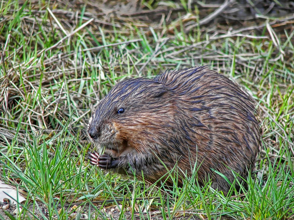 Wildlife High Fishtrap Rush Lakes Association