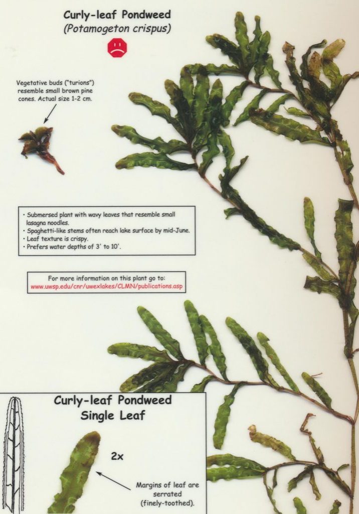 Curly-Leaf Pondweed