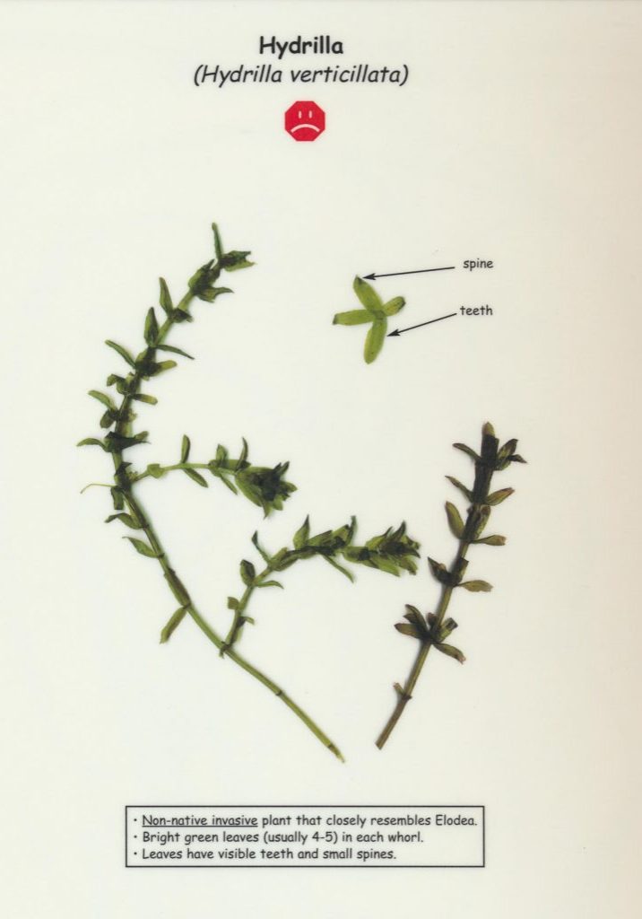 Hydrilla